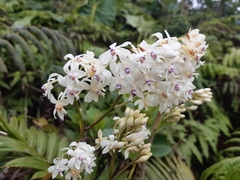 Epidendrum patens