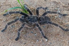 Ceratogyrus marshalli