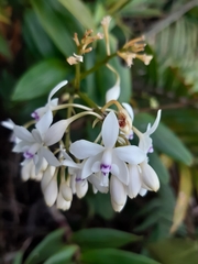 Epidendrum patens