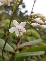 Epidendrum patens