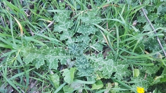 Tyrimnus leucographus