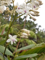Epidendrum patens