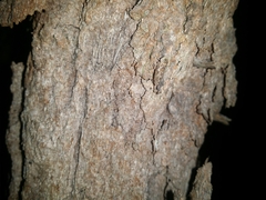 Putoniessa