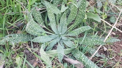 Echium vulgare pustulatum