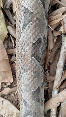 Bothrops asper