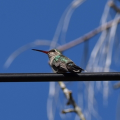 Cynanthus latirostris