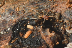 Trachypauropus