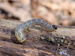 Scolecocampa liburna