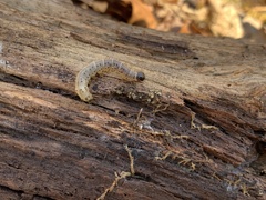 Scolecocampa liburna