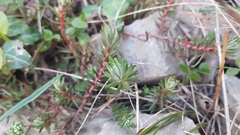 Petrosedum ochroleucum