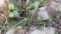 Petrosedum ochroleucum