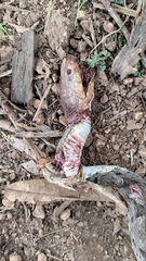 Bothrops asper