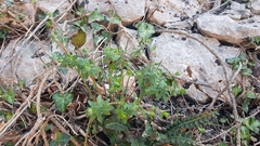 Euphorbia fragifera