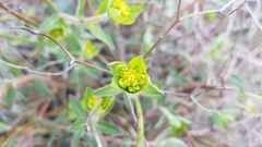 Euphorbia fragifera