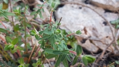 Euphorbia fragifera