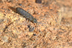 Isotomurus plumosus