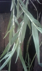 Epidendrum ramosum