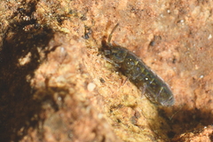 Isotomurus plumosus