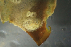 Corambe steinbergae