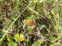 Lycaena phlaeas