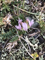 Astragalus galactites