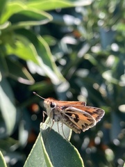 Hylephila fasciolata