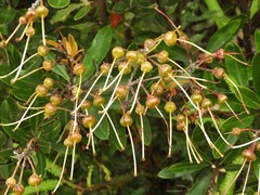 Bejaria