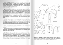 Clitocybe inflatipes