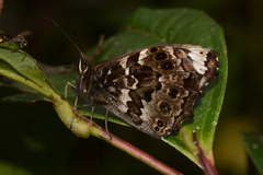 Pseudomaniola mirabilis extrema
