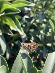 Hylephila fasciolata