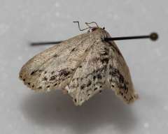 Scopula cacuminaria