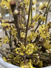 Cornus