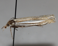 Crambus laqueatellus