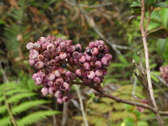 Miconia cladonia