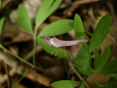 Corydalis pumila
