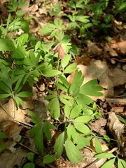 Corydalis pumila
