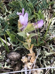 Astragalus galactites