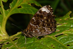 Pseudomaniola mirabilis extrema
