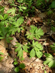 Corydalis pumila