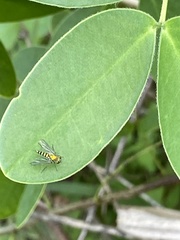 Condylostylus graenicheri