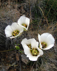 Calochortus howellii