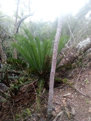 Encephalartos altensteinii