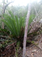 Encephalartos altensteinii
