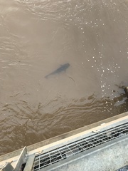 Steindachneridion melanodermatum