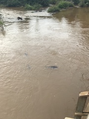 Steindachneridion melanodermatum