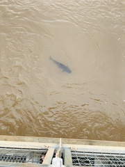 Steindachneridion melanodermatum