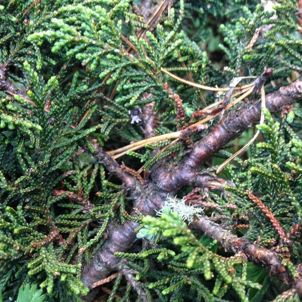 Mexican alpine juniper (Juniperus monticola compacta) - Botanical Realm