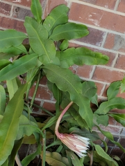 Oenothera triloba
