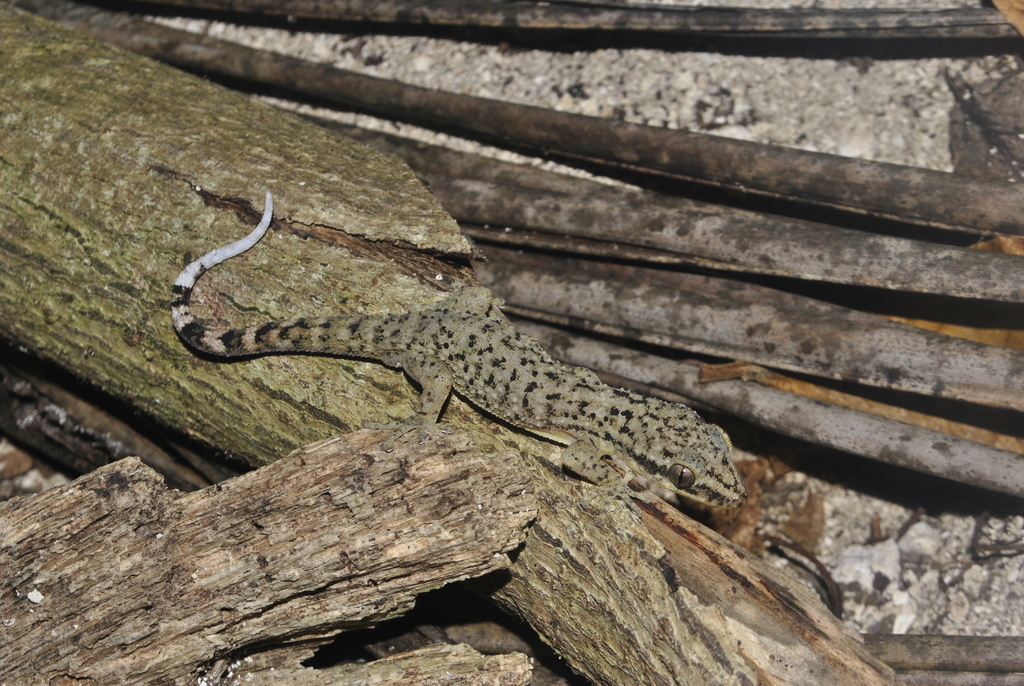 Honduras Leaf-toed Gecko