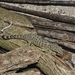 Honduras Leaf-toed Gecko - Photo (c) Josue Ramos Galdamez, some rights reserved (CC BY-NC), uploaded by Josue Ramos Galdamez